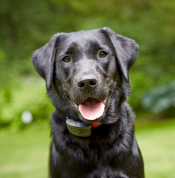 DogWatch of the Maine Lakes Region, Sebago, Maine | 1200Fence Contact Us Image