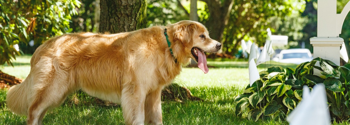 DogWatch of the Maine Lakes Region, Sebago, Maine | Outdoor Hidden Dog Fences Slider Image