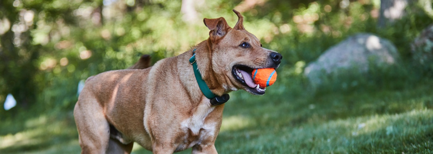 DogWatch of the Maine Lakes Region, Sebago, Maine | ProFenceX Slider Image